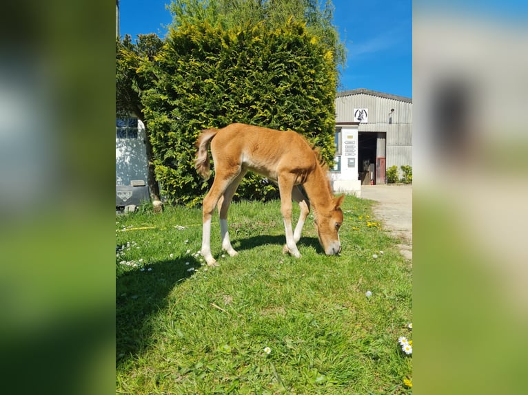 Welsh A (Mountain Pony) Mare 8 years 11,2 hh Chestnut-Red in Köln