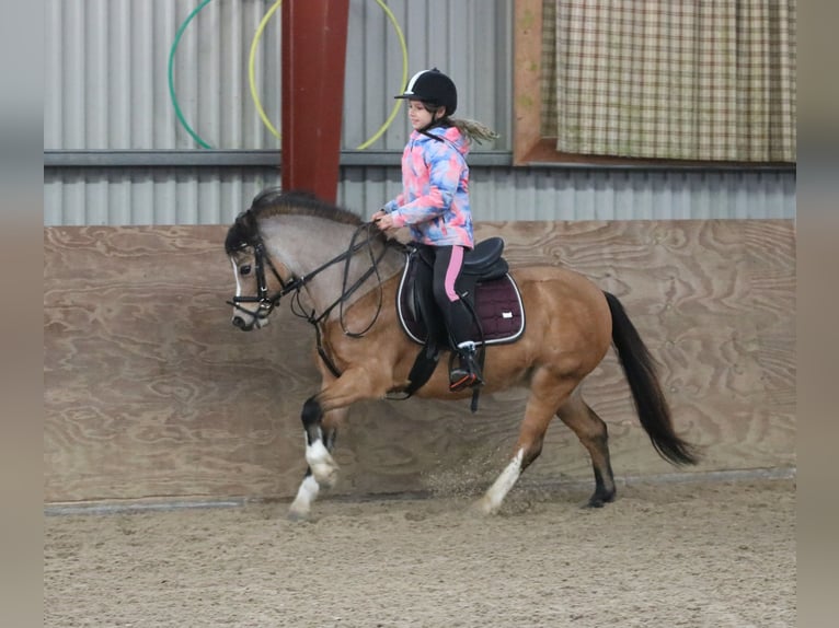 Welsh A (Mountain Pony) Mare 8 years 11,2 hh Dun in Wildeshausen