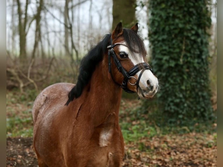 Welsh A (Mountain Pony) Mare 8 years 11,2 hh Roan-Bay in Aalten