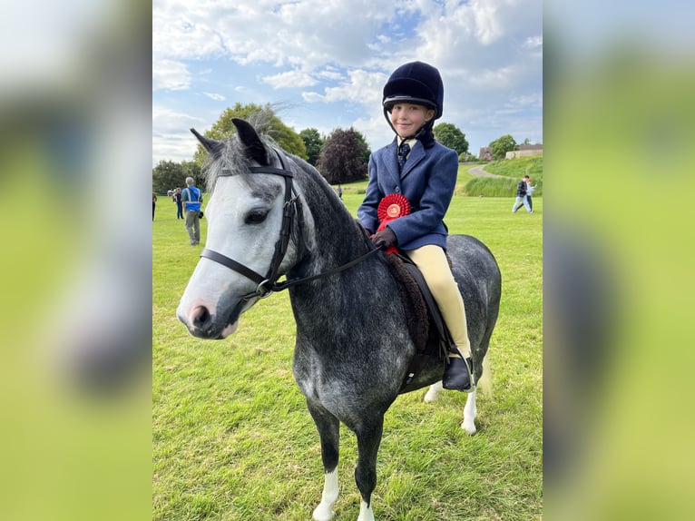 Welsh A (Mountain Pony) Mare 8 years 11 hh Gray-Dapple in Dorset