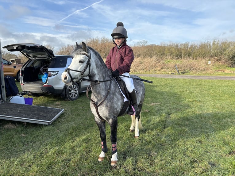 Welsh A (Mountain Pony) Mare 8 years 11 hh Gray-Dapple in Dorset