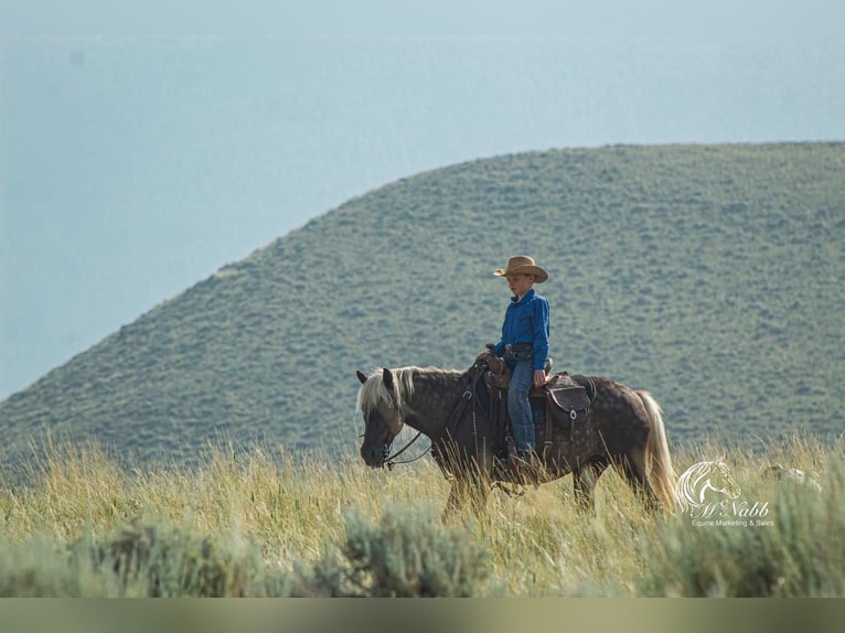 Welsh A (Mountain Pony) Mix Mare 8 years 12,1 hh Gray in Cody, WY