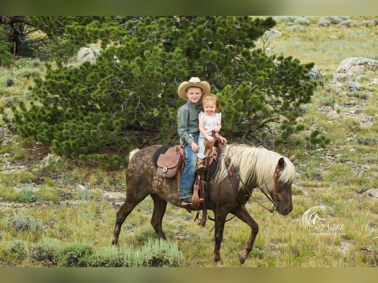 Welsh A (Mountain Pony) Mix Mare 8 years 12,1 hh Gray in Cody, WY