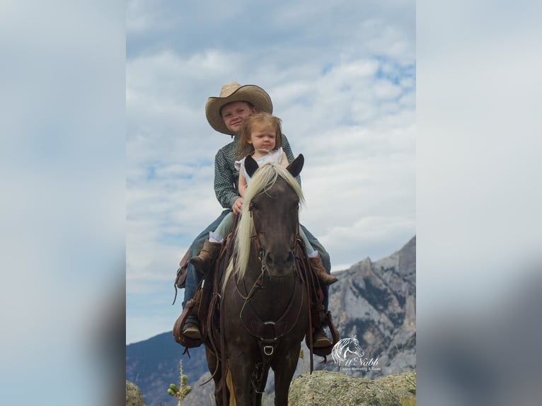 Welsh A (Mountain Pony) Mix Mare 8 years 12,1 hh Gray in Cody, WY