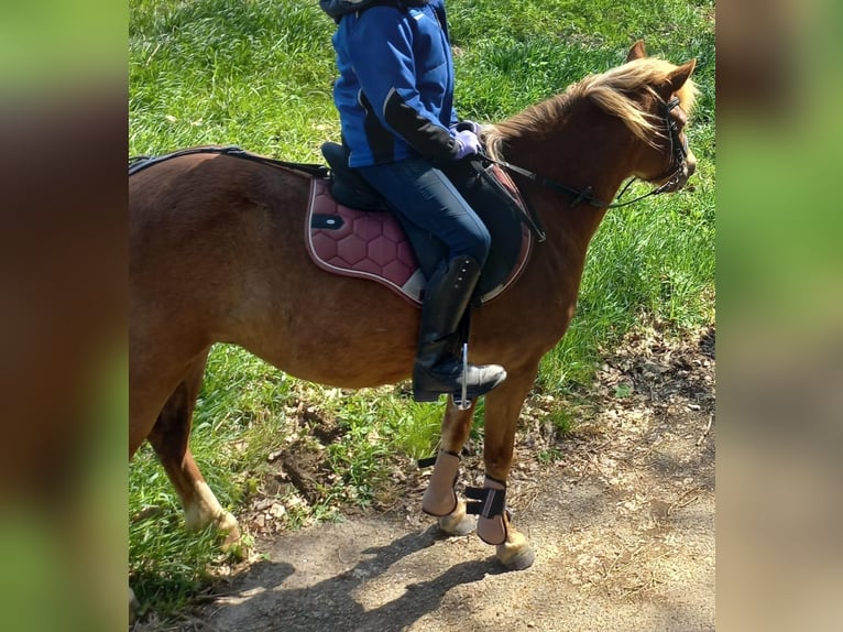 Welsh A (Mountain Pony) Mare 8 years 12 hh Chestnut-Red in Altenburg