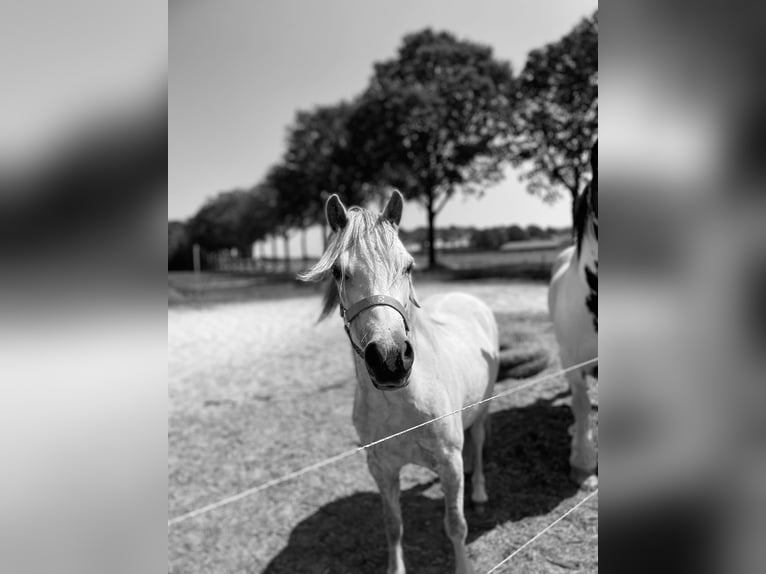 Welsh A (Mountain Pony) Mare 8 years 12 hh Gray in Hijken