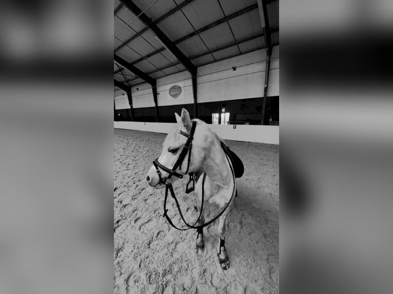 Welsh A (Mountain Pony) Mare 8 years 12 hh Gray in Hijken