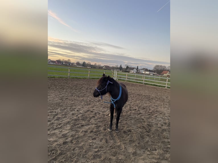 Welsh A (Mountain Pony) Mix Mare 8 years 12 hh Smoky-Black in Scheibenhardt