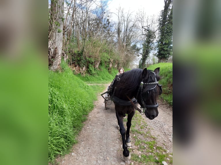 Welsh A (Mountain Pony) Mix Mare 8 years 12 hh Smoky-Black in Scheibenhardt