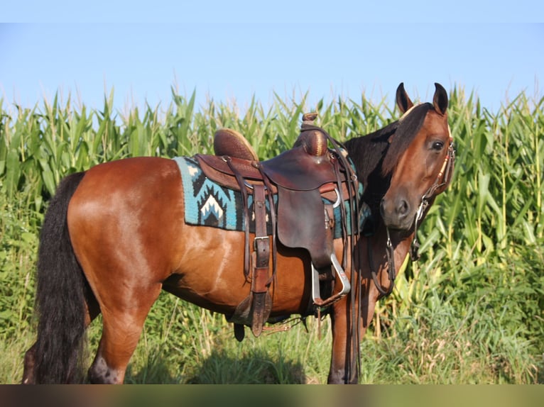 Welsh A (Mountain Pony) Mix Mare 8 years 13,3 hh Bay in Cambridge, IA