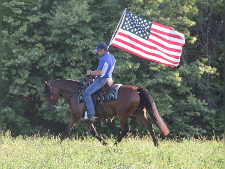 Welsh A (Mountain Pony) Mix Mare 8 years 13,3 hh Bay in Cambridge, IA