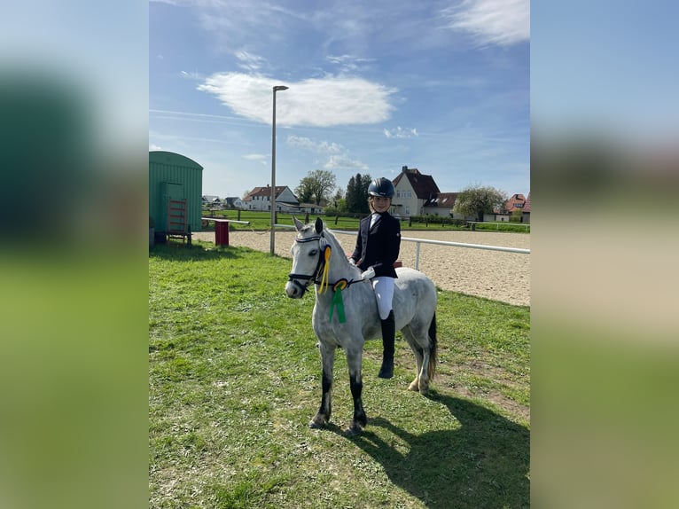 Welsh A (Mountain Pony) Mare 9 years 11,2 hh Gray in Burgdorf