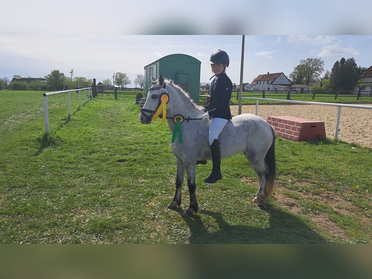 Welsh A (Mountain Pony) Mare 9 years 11,2 hh Gray in Burgdorf