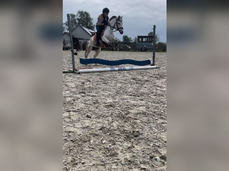Welsh A (Mountain Pony) Mare 9 years 11,3 hh Gray in Mol