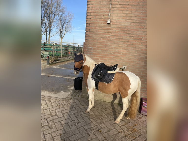 Welsh A (Mountain Pony) Mix Mare 9 years 11 hh Pinto in Utrecht