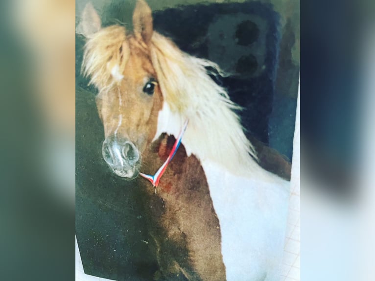 Welsh A (Mountain Pony) Mix Mare 9 years 11 hh Pinto in Utrecht