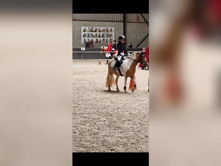 Welsh A (Mountain Pony) Mix Mare 9 years 11 hh Pinto in Utrecht