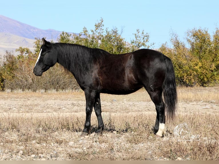 Welsh A (Mountain Pony) Mix Mare 9 years 12,1 hh Black in Cody, WY