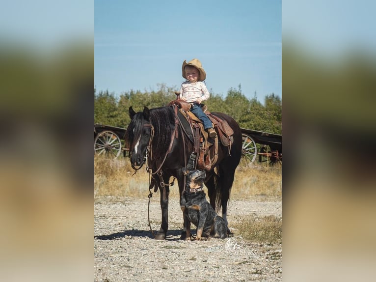 Welsh A (Mountain Pony) Mix Mare 9 years 12,1 hh Black in Cody, WY