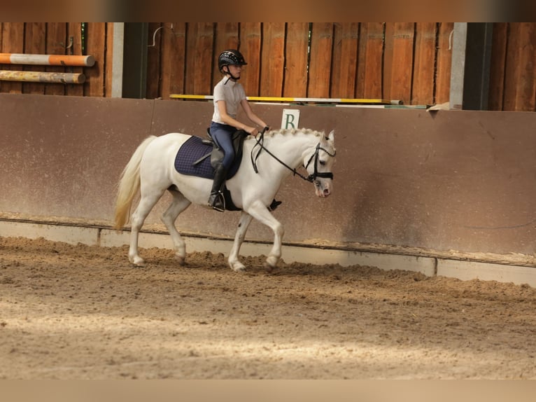 Welsh A (Mountain Pony) Mare 9 years 12,1 hh Gray in Heemskerk