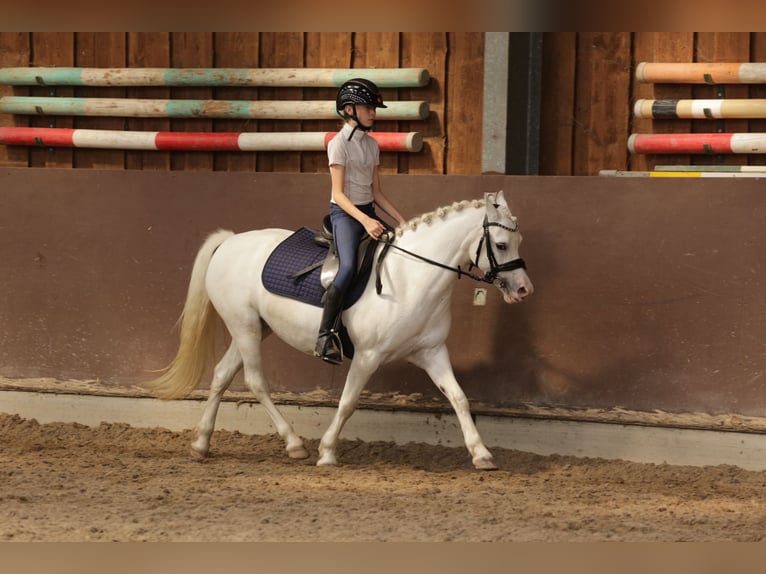 Welsh A (Mountain Pony) Mare 9 years 12,1 hh Gray in Heemskerk