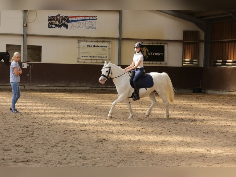 Welsh A (Mountain Pony) Mare 9 years 12,1 hh Gray in Heemskerk