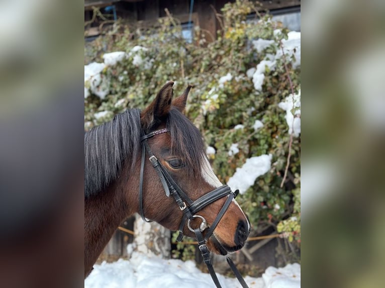 Welsh A (Mountain Pony) Mare 9 years 12,3 hh Brown in Loiching