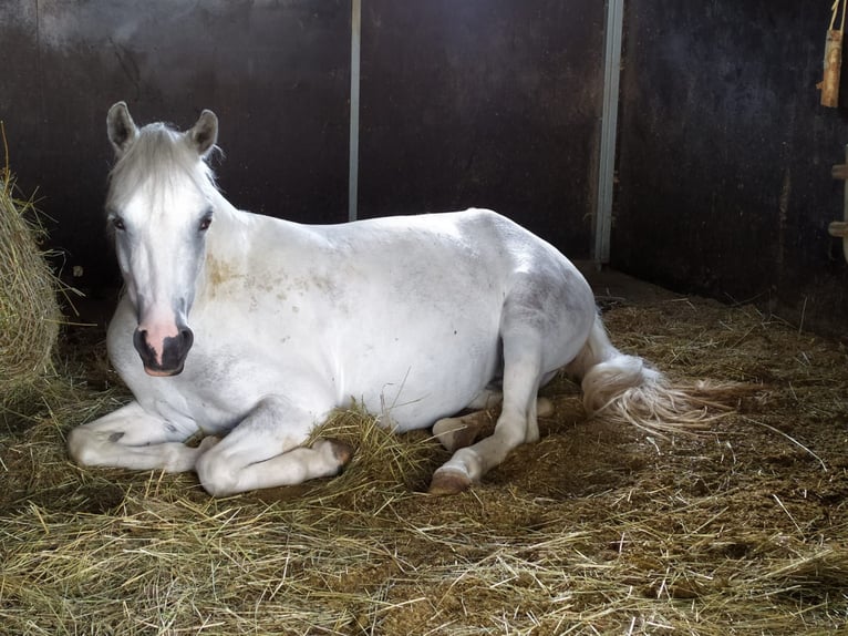 Welsh A (Mountain Pony) Mare 9 years 12,3 hh in Bad Soden am Taunus