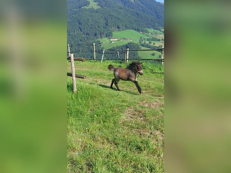 Welsh A (Mountain Pony) Mix Mare Foal (05/2024) 10,2 hh Brown in Alpbach