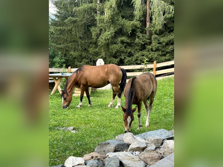 Welsh A (Mountain Pony) Mare Foal (03/2024) 12 hh Brown in Arzl