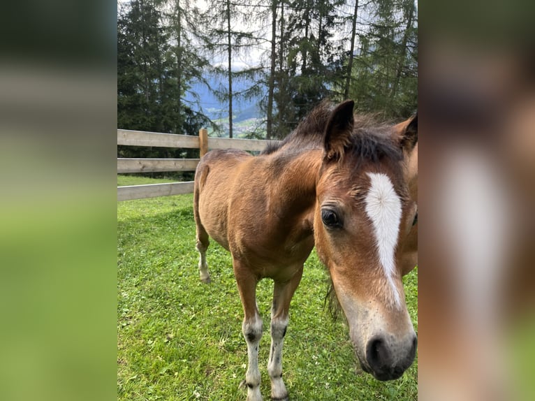 Welsh A (Mountain Pony) Mare Foal (03/2024) 12 hh Brown in Arzl