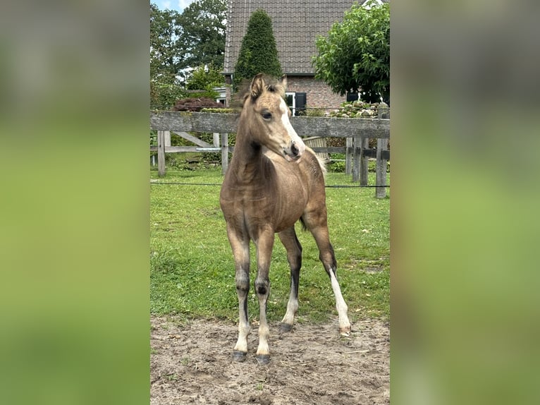 Welsh A (Mountain Pony) Mare Foal (06/2024) Buckskin in Hengelo