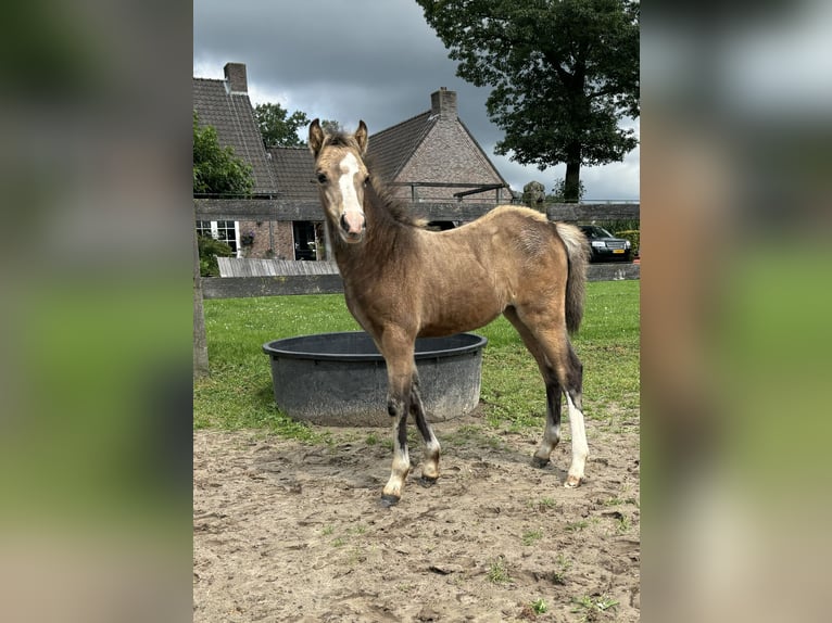 Welsh A (Mountain Pony) Mare Foal (06/2024) Buckskin in Hengelo