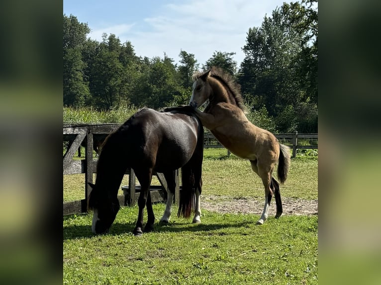 Welsh A (Mountain Pony) Mare Foal (06/2024) Buckskin in Hengelo