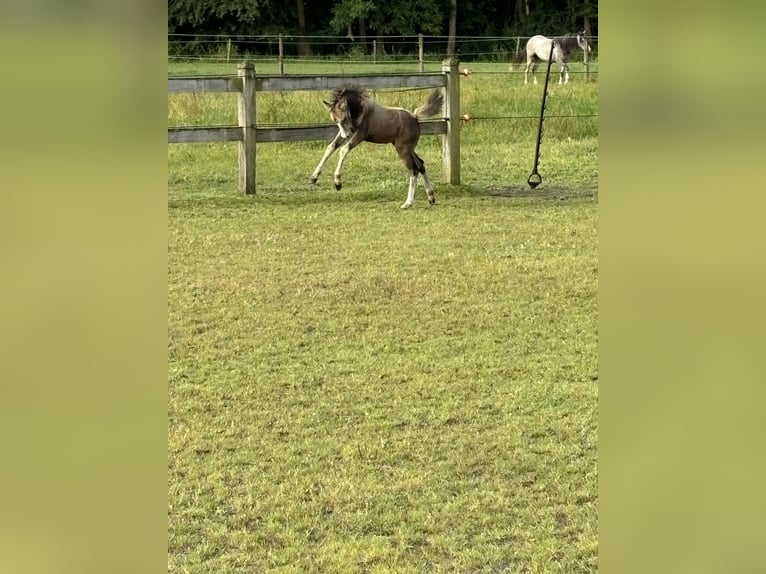 Welsh A (Mountain Pony) Mare Foal (06/2024) Buckskin in Hengelo