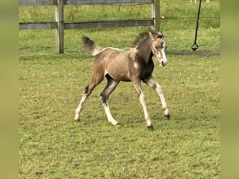 Welsh A (Mountain Pony) Mare Foal (06/2024) Buckskin in Hengelo