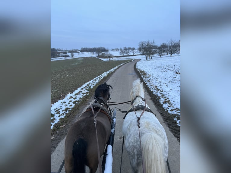 Welsh A (Mountain Pony) Stallion 10 years 12 hh Gray in Straubenhardt