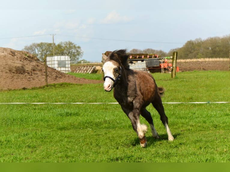 Welsh A (Mountain Pony) Stallion 1 year 10,2 hh Can be white in Uelsen