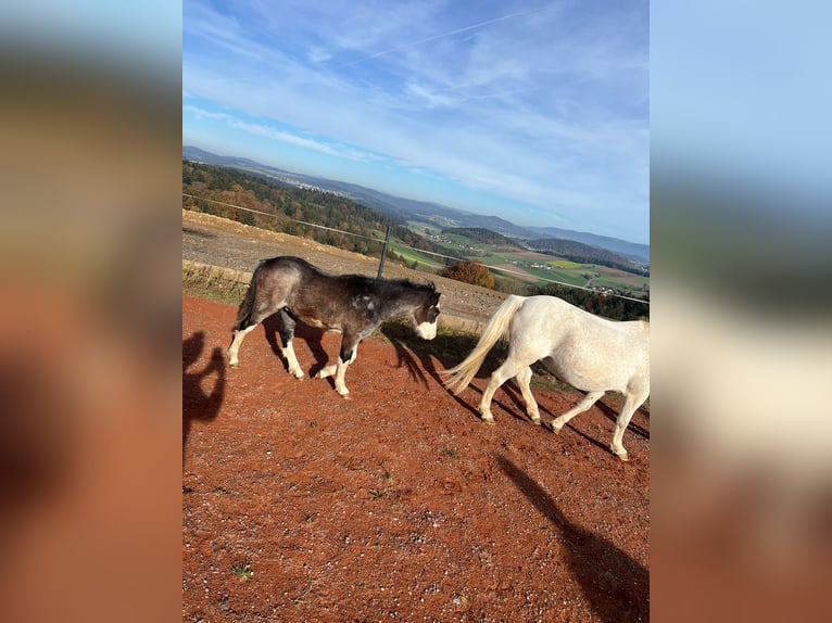 Welsh A (Mountain Pony) Stallion 1 year 11,2 hh in Atzesberg