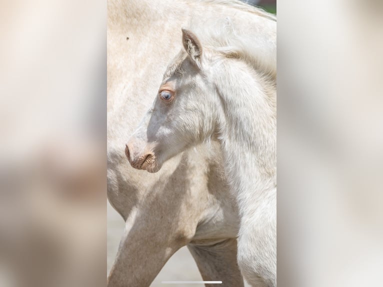 Welsh A (Mountain Pony) Stallion 1 year 11,2 hh Cremello in Lubmin