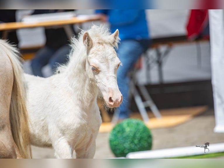 Welsh A (Mountain Pony) Stallion 1 year 11,2 hh Cremello in Lubmin