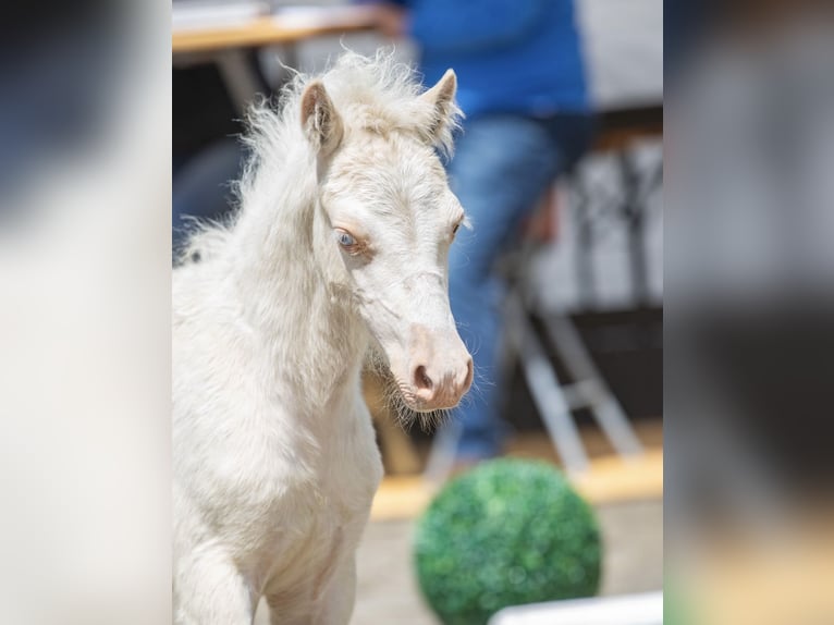 Welsh A (Mountain Pony) Stallion 1 year 11,2 hh Cremello in Lubmin