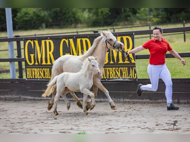 Welsh A (Mountain Pony) Stallion 1 year 11,2 hh Cremello in Lubmin