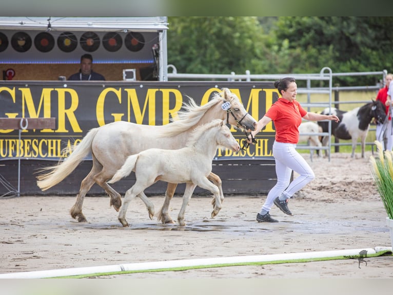 Welsh A (Mountain Pony) Stallion 1 year 11,2 hh Cremello in Lubmin