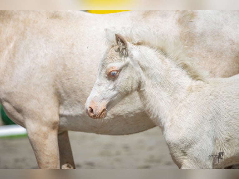 Welsh A (Mountain Pony) Stallion 1 year 11,2 hh Cremello in Lubmin