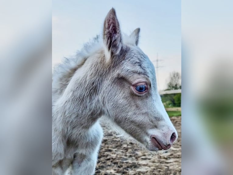 Welsh A (Mountain Pony) Stallion 1 year 11,2 hh Cremello in Lubmin