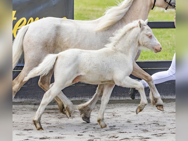 Welsh A (Mountain Pony) Stallion 1 year 11,2 hh Cremello in Lubmin