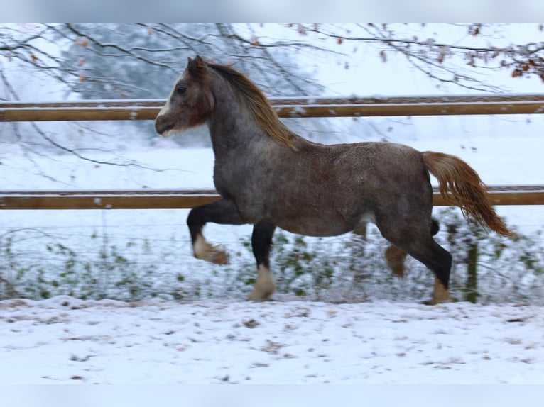 Welsh A (Mountain Pony) Stallion 1 year 11,2 hh Gray-Red-Tan in Friesoythe