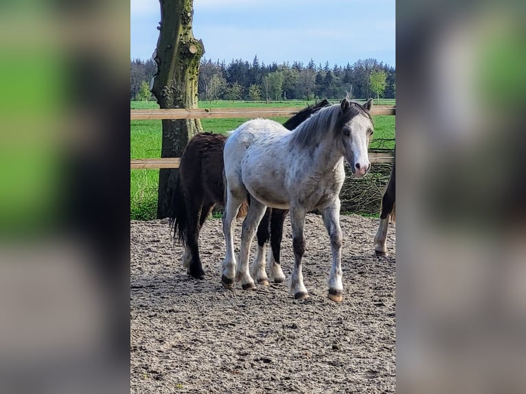 Welsh A (Mountain Pony) Stallion 1 year 11,2 hh Gray-Red-Tan in Friesoythe