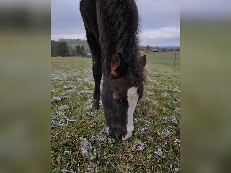 Welsh A (Mountain Pony) Mix Stallion 1 year 11,2 hh in Bischofswerda